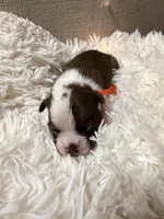 Orange Collar , a male Boston Terrier for sale in Pinson, AL – Photo 1 of 2