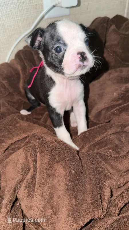 Magenta/ Pink 💗 – Boston Terrier puppy for sale in Pinson, AL