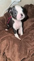 Magenta/ Pink 💗, a female Boston Terrier for sale in Pinson, AL – 1 of 5