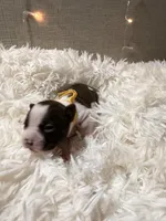 Yellow Collar, a male Boston Terrier for sale in Pinson, AL – Photo 2 of 3