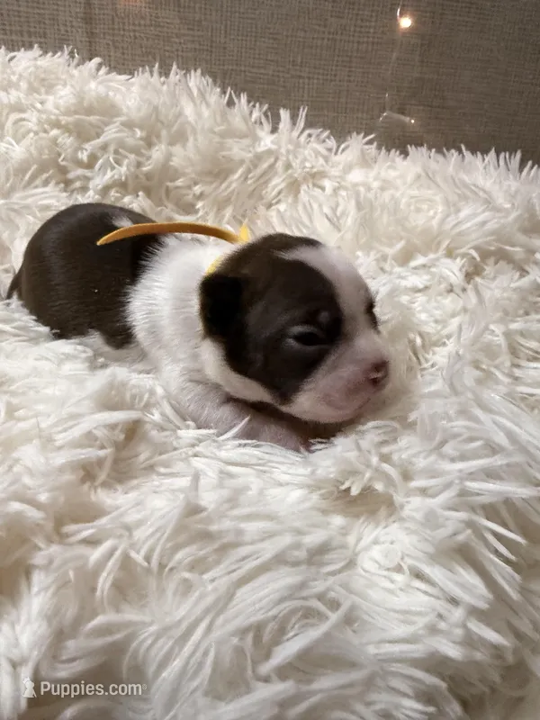 Yellow Collar – Boston Terrier puppy for sale in Pinson, AL