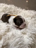 Yellow Collar, a male Boston Terrier for sale in Pinson, AL – Photo 1 of 3