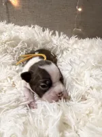 Yellow Collar, a male Boston Terrier for sale in Pinson, AL – Photo 3 of 3
