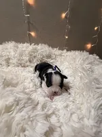 Blue collar , a male Boston Terrier for sale in Pinson, AL – Photo 3 of 3