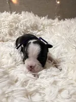 Blue collar , a male Boston Terrier for sale in Pinson, AL – Photo 2 of 3