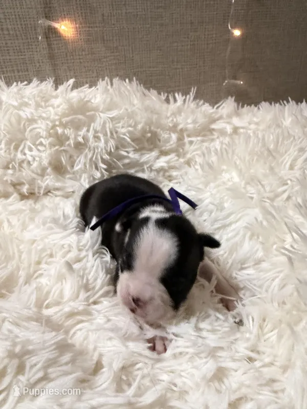 Blue collar  – Boston Terrier puppy for sale in Pinson, AL