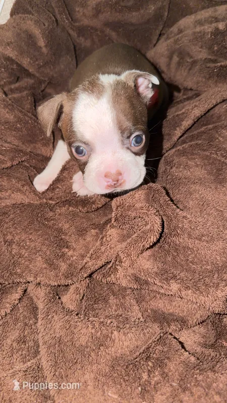 Red Collar ❤️ – Boston Terrier puppy for sale in Pinson, AL