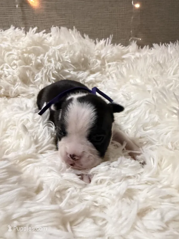 Purple Female  – Boston Terrier puppy for sale in Pinson, AL