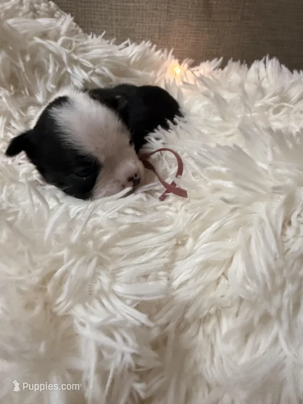 Magenta #2 collar  – Boston Terrier puppy for sale in Pinson, AL