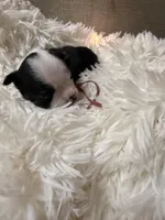 Magenta #2 collar , a female Boston Terrier for sale in Pinson, AL – Photo 1 of 2