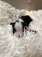 Magenta #2 collar , a female Boston Terrier for sale in Pinson, AL – Photo 2 of 2