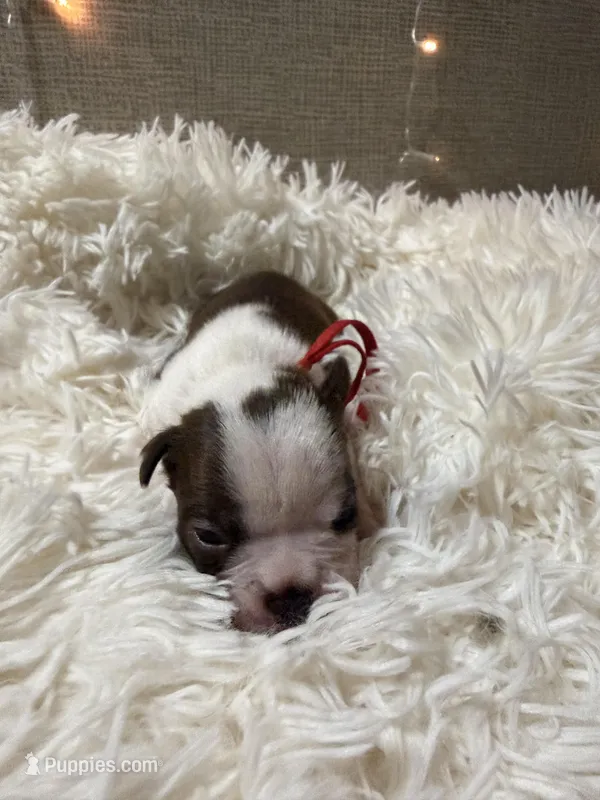 Red Collar  – Boston Terrier puppy for sale in Pinson, AL