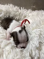 Red Collar , a male Boston Terrier for sale in Pinson, AL – Photo 2 of 4