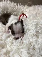 Red Collar , a male Boston Terrier for sale in Pinson, AL – Photo 3 of 4