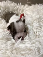 Red Collar , a male Boston Terrier for sale in Pinson, AL – Photo 4 of 4