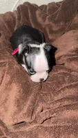 Magenta/ Pink 💗, a female Boston Terrier for sale in Pinson, AL – 3 of 5