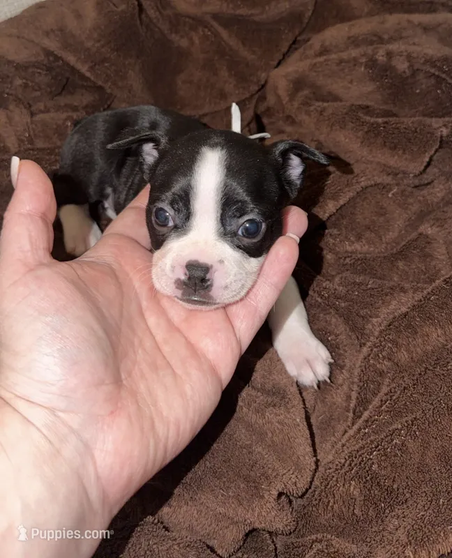 White Collar 🤍 – Boston Terrier puppy on hold in Pinson, AL