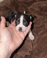 White Collar 🤍, a female Boston Terrier for sale in Pinson, AL – 1 of 4