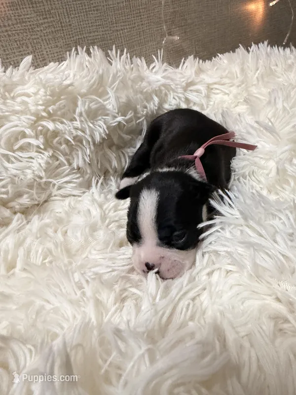 Magenta Collar – Boston Terrier puppy for sale in Pinson, AL