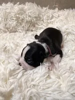 Magenta Collar, a female Boston Terrier for sale in Pinson, AL – Photo 2 of 2