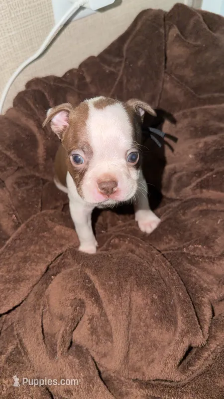 Orange Collar 🧡🖤 – Boston Terrier puppy for sale in Pinson, AL