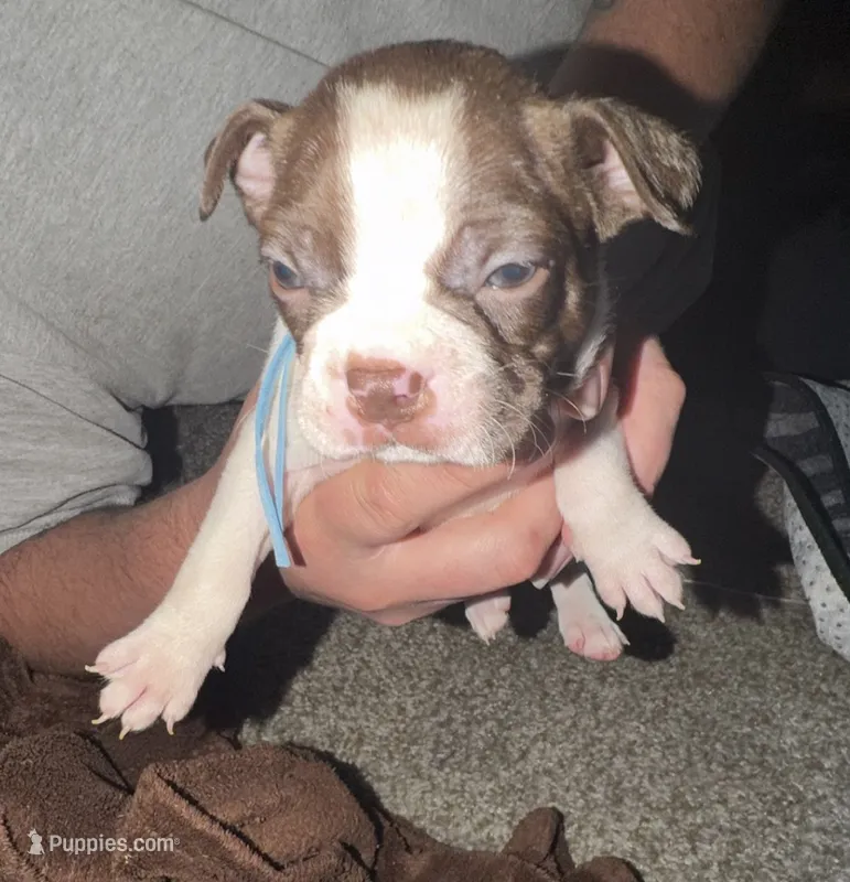 Blue collar 💙 – Boston Terrier puppy for sale in Pinson, AL