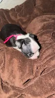 Magenta/ Pink 💗, a female Boston Terrier for sale in Pinson, AL – 2 of 5
