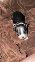 White Collar 🤍, a female Boston Terrier for sale in Pinson, AL – 4 of 4