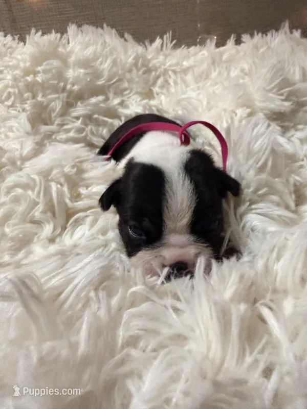 Pink Collar  – Boston Terrier puppy for sale in Pinson, AL