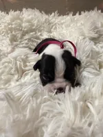 Pink Collar , a female Boston Terrier for sale in Pinson, AL – Photo 1 of 3