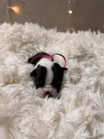 Pink Collar , a female Boston Terrier for sale in Pinson, AL – Photo 3 of 3