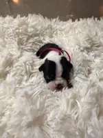 Pink Collar , a female Boston Terrier for sale in Pinson, AL – Photo 2 of 3