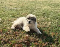 Red Riding Hood, a female Great Pyrenees for sale in Warrenton, VA – Photo 4 of 4