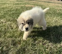 Red Riding Hood, a female Great Pyrenees for sale in Warrenton, VA – Photo 3 of 4