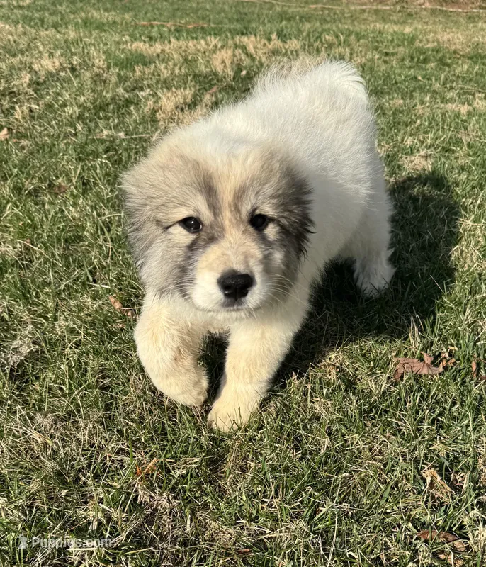 Red Riding Hood – Great Pyrenees puppy for sale in Warrenton, VA