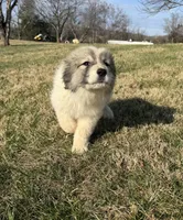 Red Riding Hood, a female Great Pyrenees for sale in Warrenton, VA – Photo 2 of 4