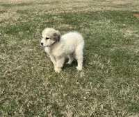 Pumkin, a female Great Pyrenees for sale in Warrenton, VA – Photo 4 of 4