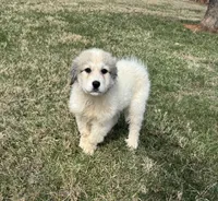 Pumkin, a female Great Pyrenees for sale in Warrenton, VA – Photo 3 of 4