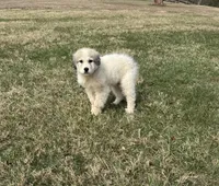 Pumkin, a female Great Pyrenees for sale in Warrenton, VA – Photo 2 of 4