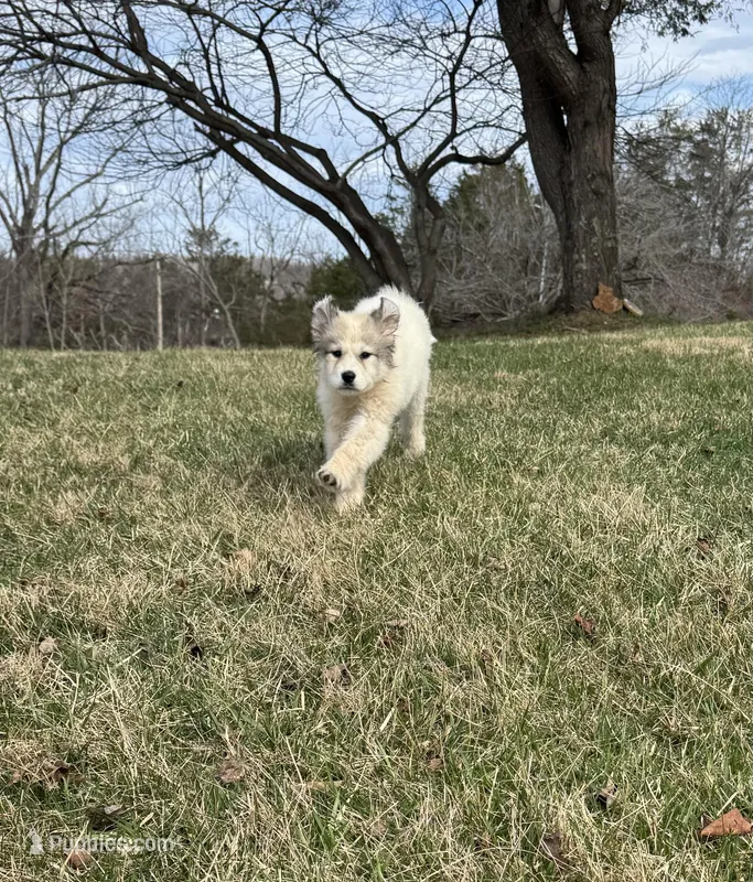 Pumkin – Great Pyrenees puppy for sale in Warrenton, VA