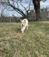 Pumkin, a female Great Pyrenees for sale in Warrenton, VA – Photo 1 of 4