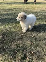 Green Lantern, a male Great Pyrenees for sale in Warrenton, VA – Photo 4 of 4