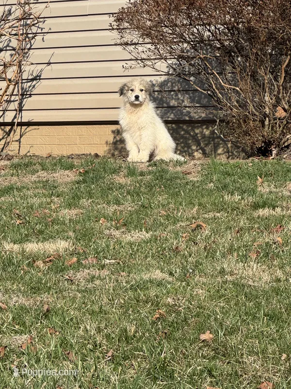 Green Lantern – Great Pyrenees puppy for sale in Warrenton, VA