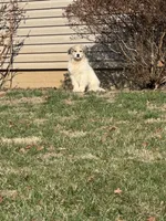 Green Lantern, a male Great Pyrenees for sale in Warrenton, VA – Photo 1 of 4