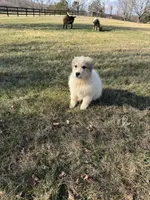 Green Lantern, a male Great Pyrenees for sale in Warrenton, VA – Photo 2 of 4