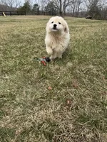 Todd, a male Great Pyrenees for sale in Warrenton, VA – Photo 4 of 4
