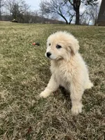 Todd, a male Great Pyrenees for sale in Warrenton, VA – Photo 3 of 4