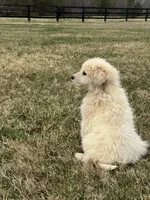 Todd, a male Great Pyrenees for sale in Warrenton, VA – Photo 2 of 4