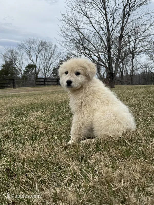 Todd – Great Pyrenees puppy for sale in Warrenton, VA