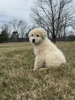 Todd, a male Great Pyrenees for sale in Warrenton, VA – Photo 1 of 4